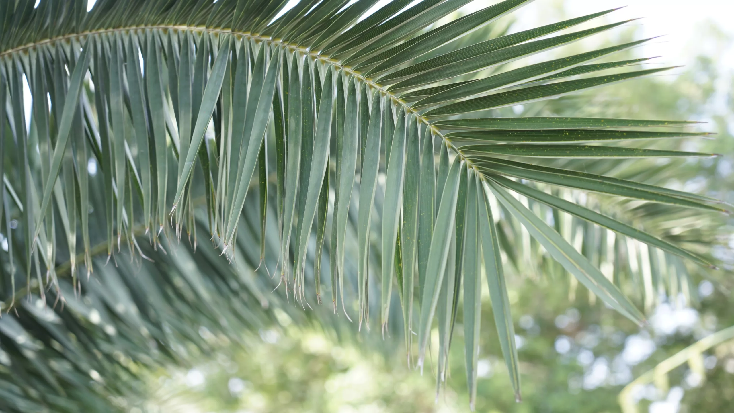 A green palm branch on a blurred background coming from the left side covering the whole frame